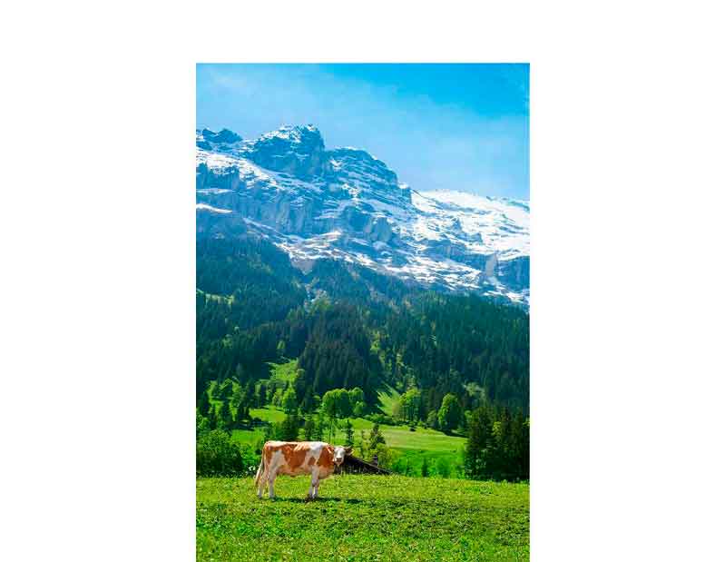 Eine Kuh steht auf einer grünen Wiese mit einem schneebedeckten Berg im Hintergrund. Der Himmel ist klar und blau, während die Landschaft von grünen Wäldern umgeben ist.