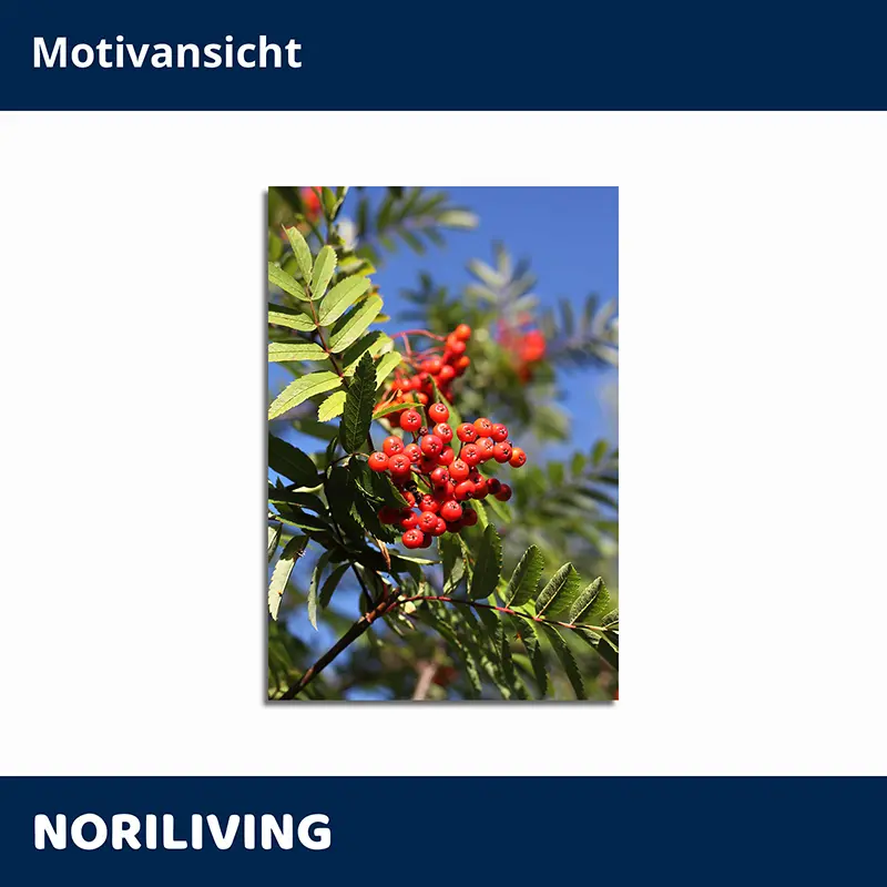 Roter Ebereschenzweig mit Beeren