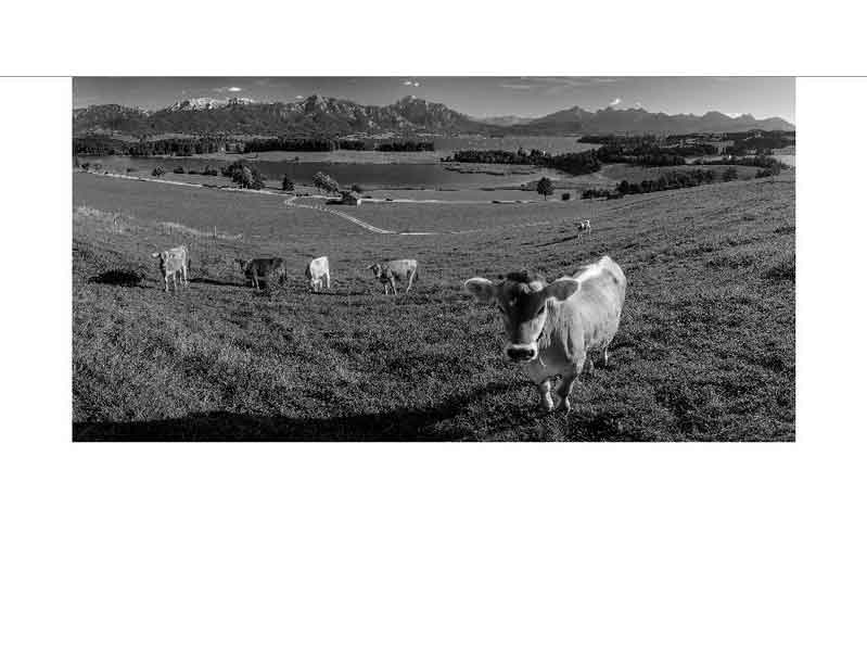 Kühe weiden auf einer Bergwiese mit Alpenpanorama im Hintergrund