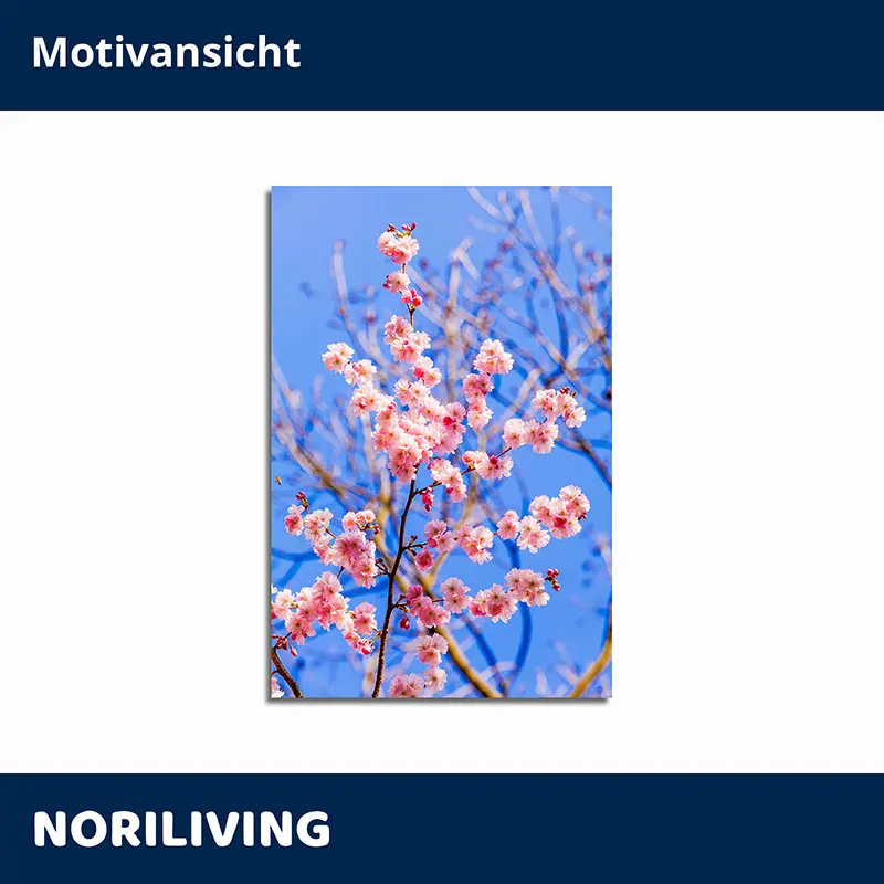 Rosa Kirschblüten an einem Ast vor klarem Himmel