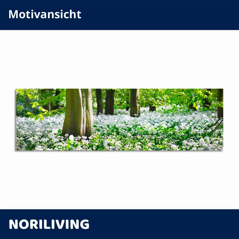 Frühlingswald mit weißen Blüten am Waldboden