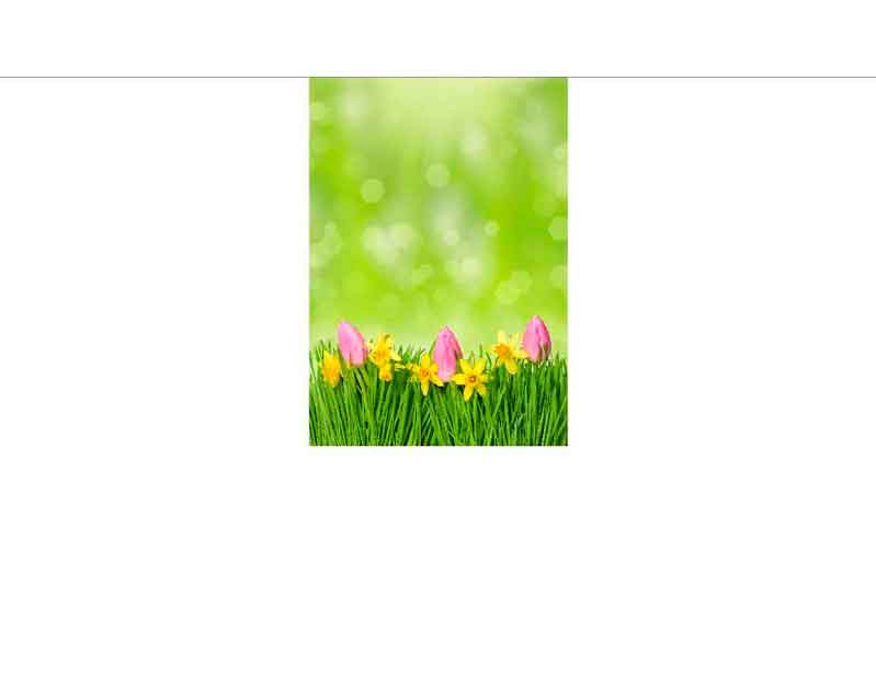 Rosa Tulpen und gelbe Narzissen auf einer grünen Wiese mit unscharfem Hintergrund