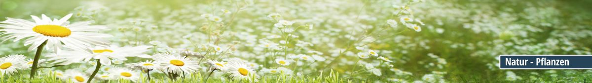 Eine grüne Wiese voller blühender Gänseblümchen im Sonnenlicht mit einer Tafel 'Natur - Pflanzen'.